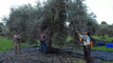 8 İlin Baro Başkanından 'Zeytincilik' ile İlgili Ortak Açıklama