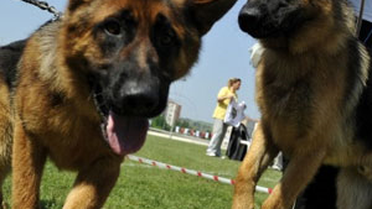 Alman Çoban Köpeklerinin Yarışı Nefes Kesti