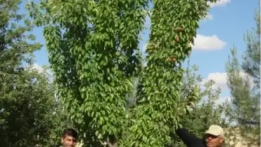 Araştırma Enstitüsü Gibi Adam
