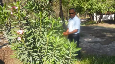 Dalaman'da Kırtırtılı ile Mücadele Çalışmaları