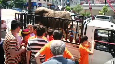 Nasip Tosun Kermesin İlgi Odağı Oldu