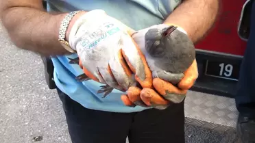 İtfaiyeden Güvercin Kurtarma Operasyonu