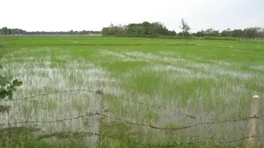 Çeltikte Yabancı Ot Mücadelesi Başladı