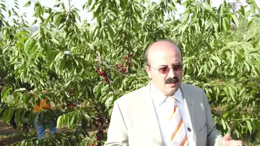 Uluborlu'da Kiraz Bereketi