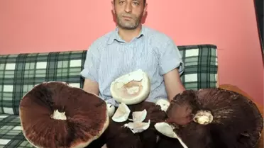 Gümüşhane'de Şaşırtan Mantarlar