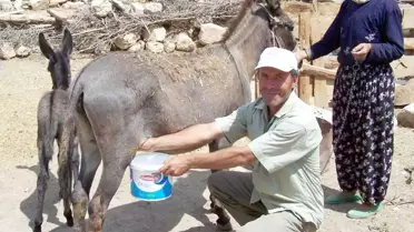 Aydın Müftülüğü Eşek Sütünün 'Haram' Olduğunu Belirtti