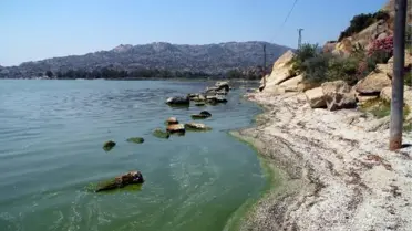 Bafa Gölü'nde Kirliliğin Nedeni Siyanobakteri