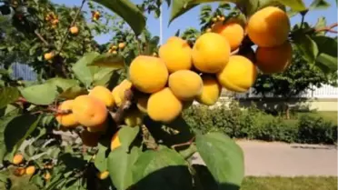 Kayısıları Çocuklar Koruyor