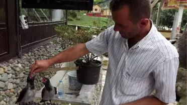 Rizeli Balıkçı, Kargaları Evcileştirdi