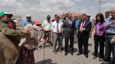 Ürgüplü Üreticilere Gebe Düve Dağıtıldı