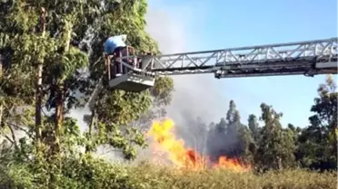 Binlerce Okaliptüs Kül Oldu