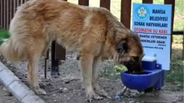 Hayvan Dostlarımıza Bir İyilik de Siz Yapın