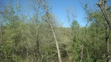 Kelebek İstilasını Terminatörler Önleyecek