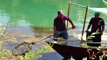 Manavgat Belediyesi'nden Irmak Temizliği