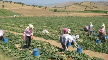 Tarlada 40 Derece Sıcağın Altında Ekmek Savaşı