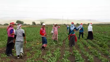 Haydi Kızlar Tarlaya