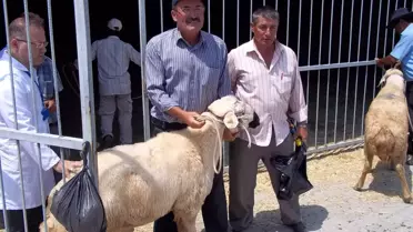 Kırıkkale'de Damızlık Koyun Dağıtımı Yapıldı