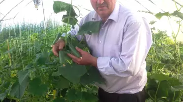 Hasankale Salatalığı Görücüye Çıktı