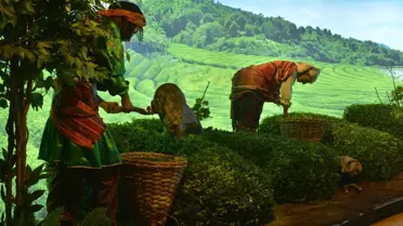 Doğal Yaşam Müzesi Son Aşamada