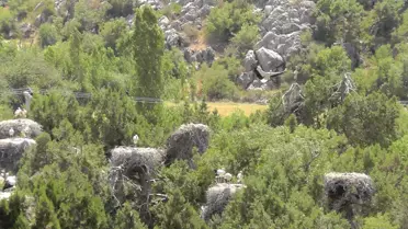 Ana Kuzusu Leylekler