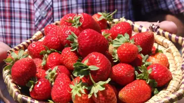 Bitlis'in İlk Çilek Bahçesinde Hasat Başladı