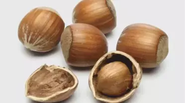 ORGİAD'dan Fındık Fiyatı Uyarısı