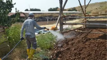 Karasinekler Hasta Etmeden Yok Ediliyor