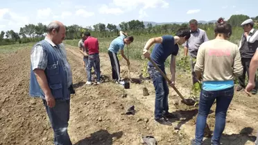 Çocuk Esirgeme Kurumu Öğrencileri Daday'da Fidan Dikti