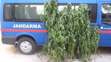 Bafra'da 27 Kök Hint Keneviri Ele Geçirildi