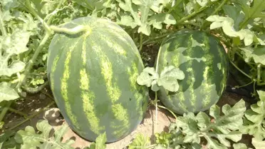 Çiftçiler Ürün Çeşitleme Çalışmalarından Memnun