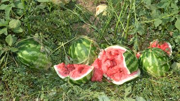 Karpuz Üreticileri Karpuz Kırdı