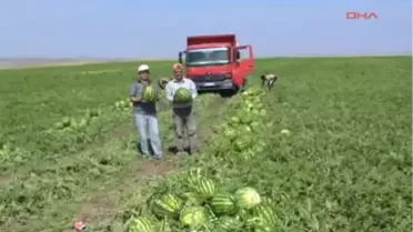 Yozgat'ta Organik Karpuz Hasadı Başladı