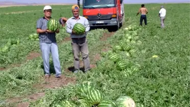 Yozgat'ta Organik Karpuza Büyük İlgi