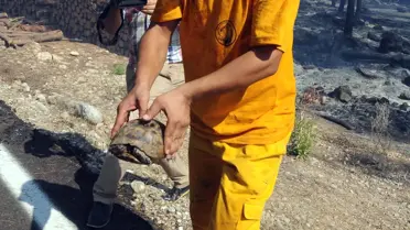 Antalya'da Orman Yangını