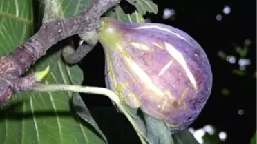 Aydın'da İncir Hasadı Başladı