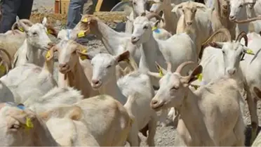 Dursunbey'de Çiftçilere Saanen Keçisi Dağıtıldı