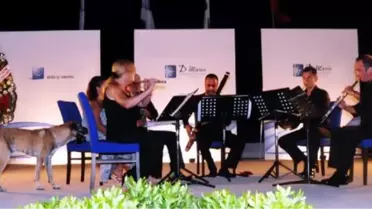 Klasik Müzik Tutkunu 'Hektor'