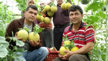 Sorgun'da Kavun Hasadı Başladı