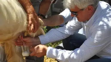 Teke Kamil'in Sütü Gerçek Çıktı