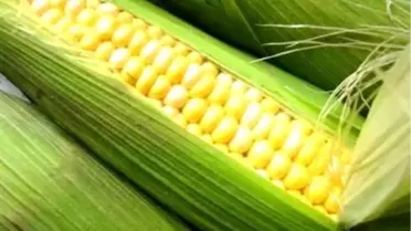 Mısırdan Yeni Rekor