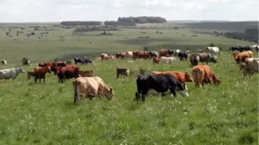 Türkiye'de 12,3 Milyon Hektar Mera Alanı Var