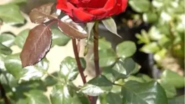 Mezarlıklarda Gül Dağıtılacak