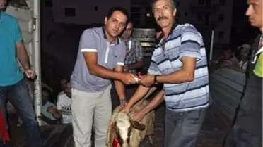 Derebucak'ta Koyunculuk Projesi