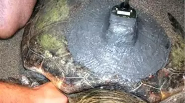 Üç Caretta Caretta'ya Daha Uydu Cihazı