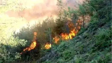 Suriye'deki Orman Yangını Yayladağı'na Sıçradı
