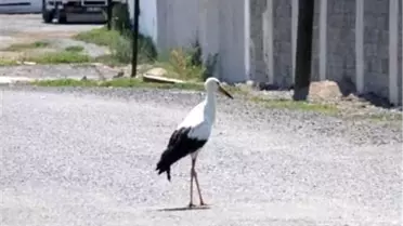 Yaralı Leylek Tedavi Altında