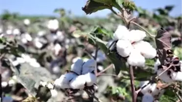 Beyaz Altın Pamukta Verim Kaybı Bekleniyor