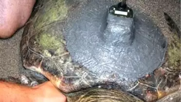 Deniz Kaplumbağaları Uydu İzleme Cihazı Takılarak Denize Bırakılacak