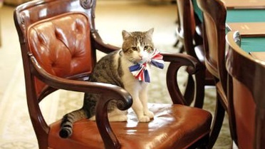 Downing Street'in Larry'si Kedi Olalı Bir Fare Tuttu