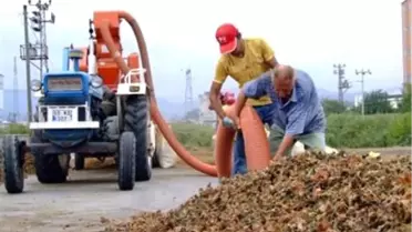 Fındıkta Düşük Fiyat Tepkisi